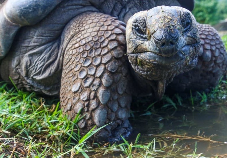 closeup-photo-of-galapagos-tortoise-1201431 closeup-photo-of-galapagos-tortoise-1201431